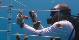 The MSC Foundation provided an update on its Super Coral Program