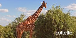 Save up to $850 on Wilderness of Southern Africa with Collette