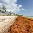 Swaths of sargassum seaweed are choking coastlines in U.S. communities, particularly in Florida, Puerto Rico and the USVI.