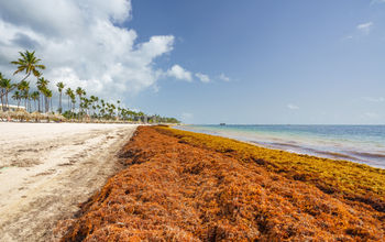 Swaths of sargassum seaweed are choking coastlines in U.S. communities, particularly in Florida, Puerto Rico and the USVI.