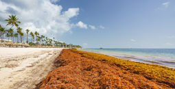 Swaths of sargassum seaweed are choking coastlines in U.S. communities, particularly in Florida, Puerto Rico and the USVI.