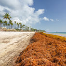 Swaths of sargassum seaweed are choking coastlines in U.S. communities, particularly in Florida, Puerto Rico and the USVI.