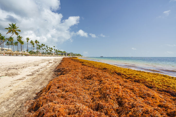 Swaths of sargassum seaweed are choking coastlines in U.S. communities, particularly in Florida, Puerto Rico and the USVI.