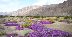 Borrego Springs California Wildflowers in Spring