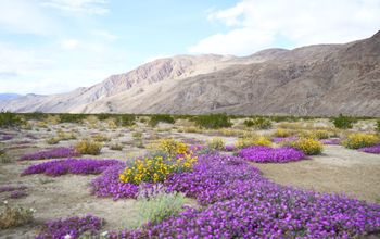 Borrego Springs California Wildflowers in Spring