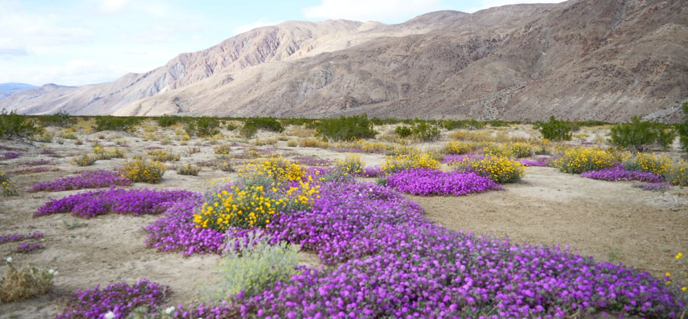 Image: Borrego Springs is one of the top places in the U.S. to welcome springtime.