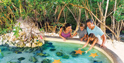Touch tank at an aquarium in Marathon, Florida.