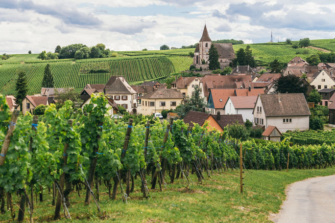 Grape fields in Burgundy, France. Grape fields in Burgundy, France.