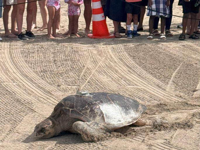 Sea turtle release at Four Seasons Nevis.
