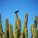 Nature in Los Cabos