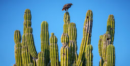 Nature in Los Cabos