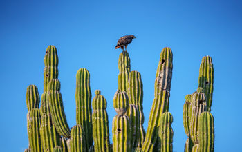 Nature in Los Cabos