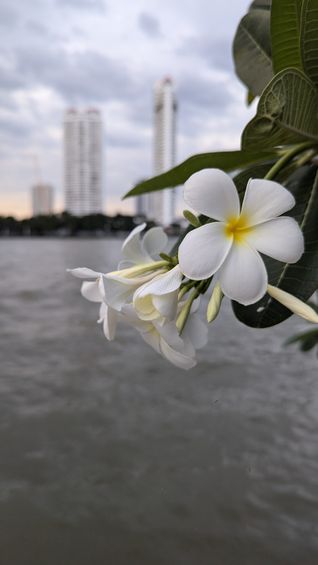 Bangkok skyline with frangipani