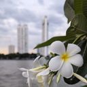 Bangkok skyline with frangipani