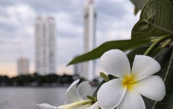 Bangkok skyline with frangipani