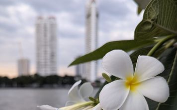 Bangkok skyline with frangipani