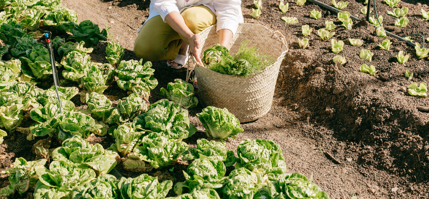 Image: Regenerative Farming at Spier Wine Farm and Hotel, Stellenbosch, South Africa (Photo Credit: Spier Wine Farm and Hotel)