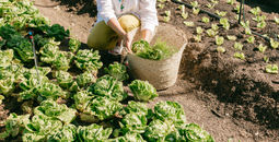 Regenerative Farming at Spier Wine Farm and Hotel, Stellenbosch, South Africa