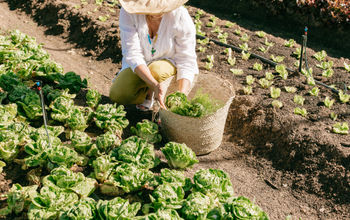 Regenerative Farming at Spier Wine Farm and Hotel, Stellenbosch, South Africa