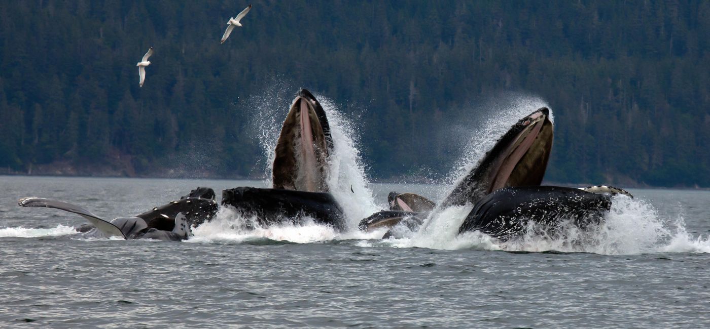 Image: PHOTO: Pod of humpback whales off the coast of Juneau, Alaska. (photo via Lynn_Bystrom/iStock/Getty Images Plus)
