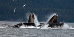 Pod of humpback whales off the coast of Juneau, Alaska