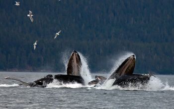 Pod of humpback whales off the coast of Juneau, Alaska
