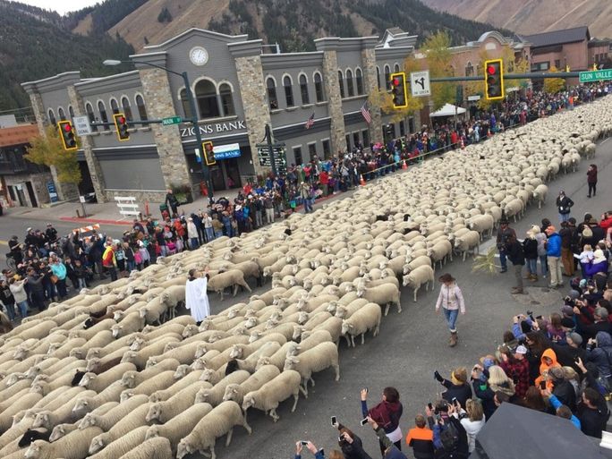 Sun Valley, Idaho, trailing of the sheep