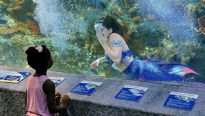 Mermaids Play Peek-a-Boo at Newport Aquarium