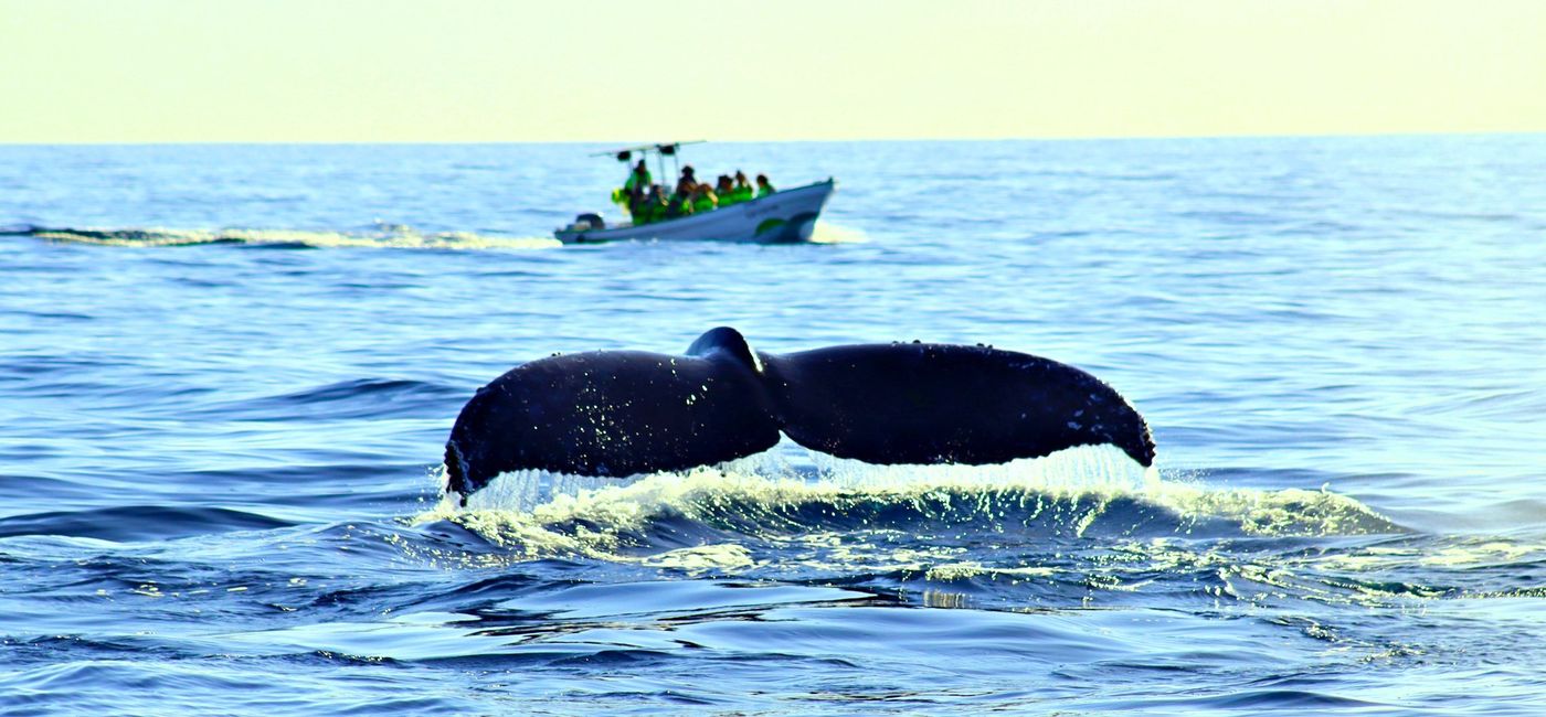 Image: Whale Watching in Loreto (Photo Credit: Noreen Kompanik)