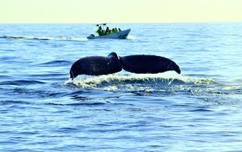 Whale Watching in Loreto