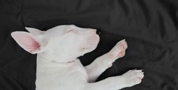 Sleeping dog