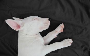 Sleeping dog