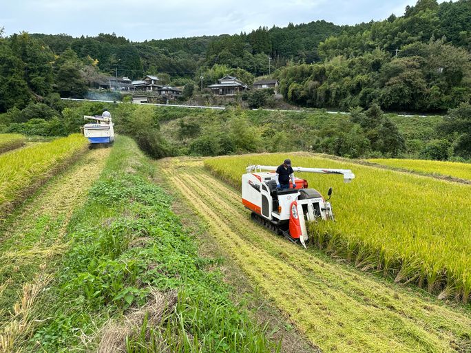 Rice harvesting in rural Japan, supported by tour operator Walk Japan's Community Project initiative. Walk Japan, responsible tourism, community tourism