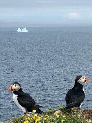Puffins perch along Newfoundland's coastline as an iceberg drifts offshore in the distance.