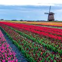 Explore the Netherlands' famed tulip fields