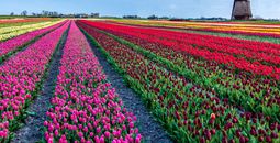 Explore the Netherlands' famed tulip fields