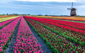 Explore the Netherlands' famed tulip fields