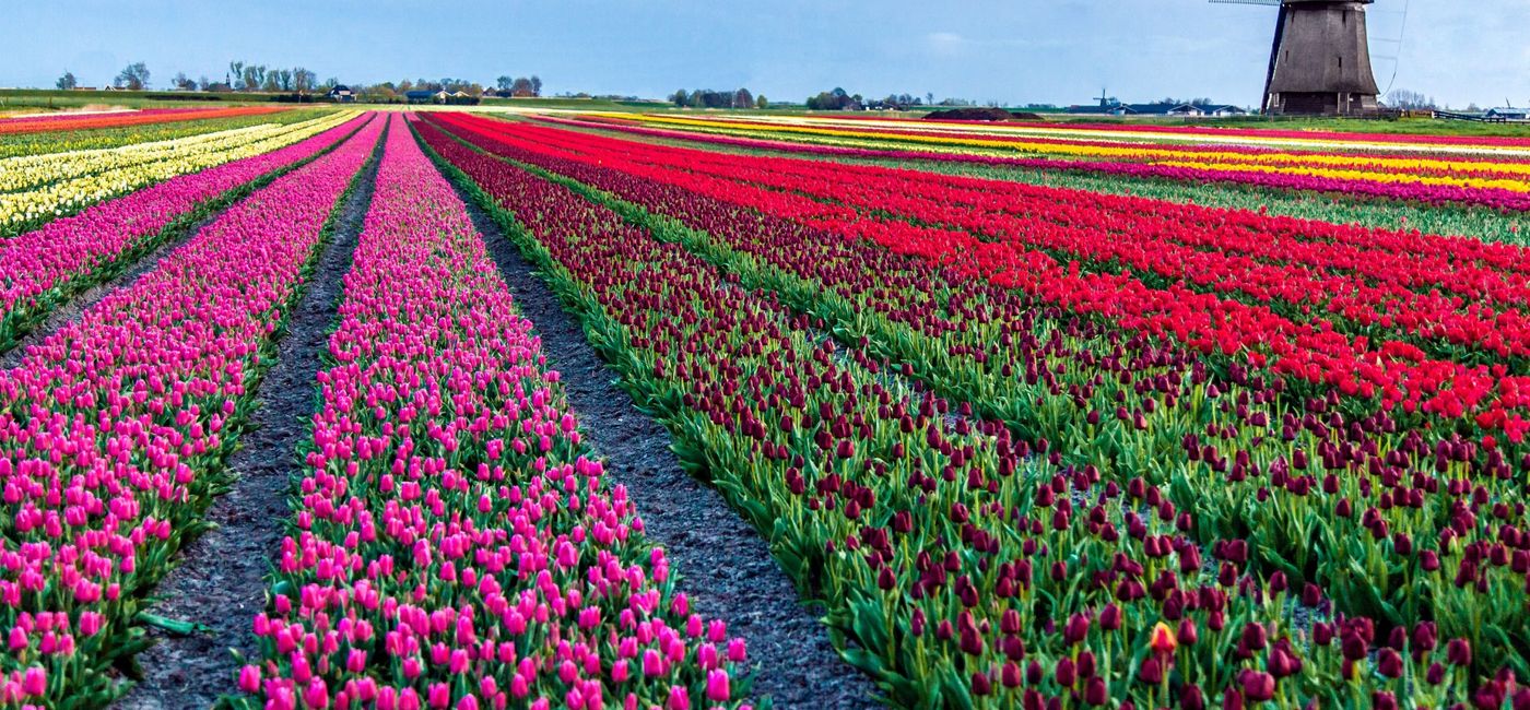 Image: Explore the Netherlands' famed tulip fields (Photo Credit: Boat Bike Tours)