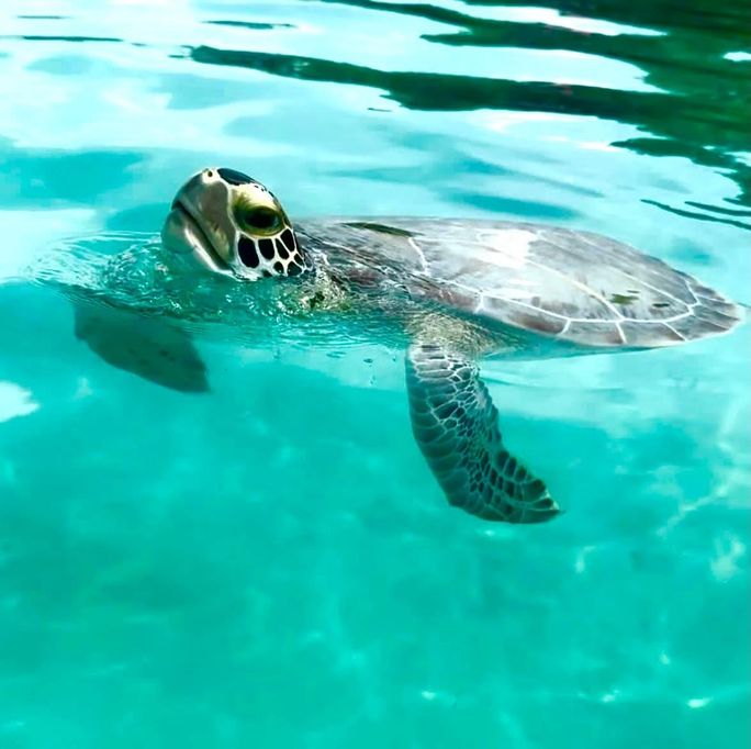 Sea Turtles in Mangrove Cay Sea Turtles in Mangrove Cay