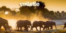 Save up to $300 on Plains of Africa with Collette