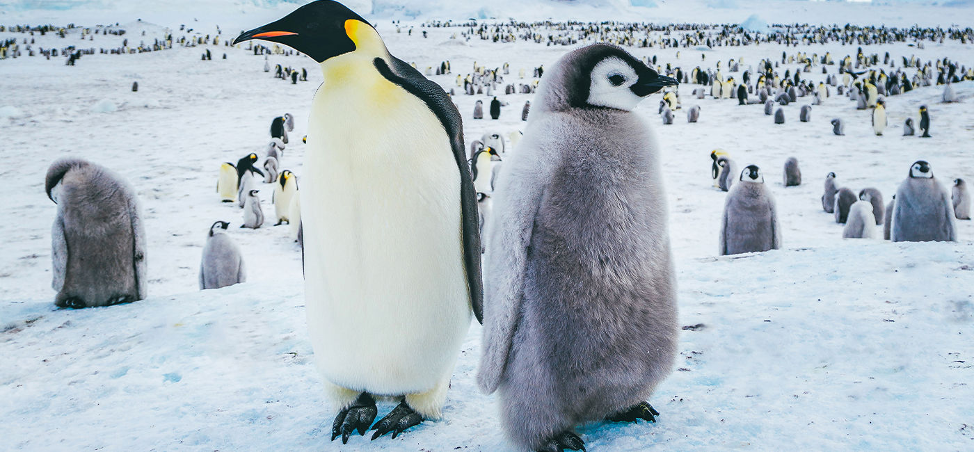 Image: (Courtesy of Quark Expeditions)