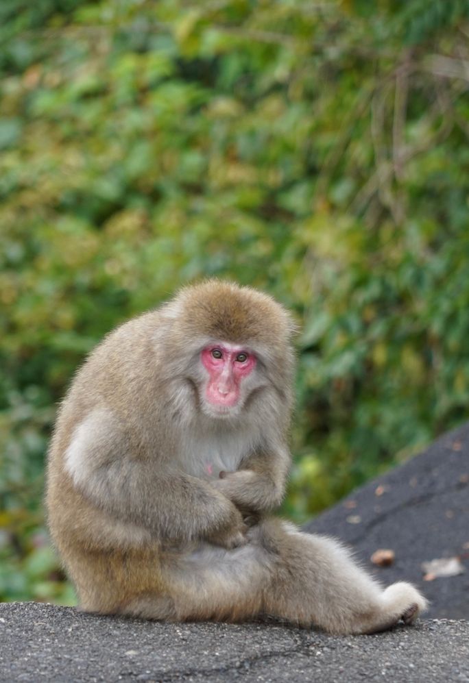 Monkeys in Nikko, Japan.