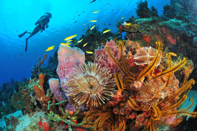 Diving in Martinique Diving in Martinique