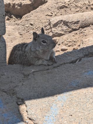 Santa Monica's furry locals remain eager to meet new people.