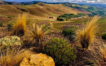 Paso Robles views from DAOU Vineyards