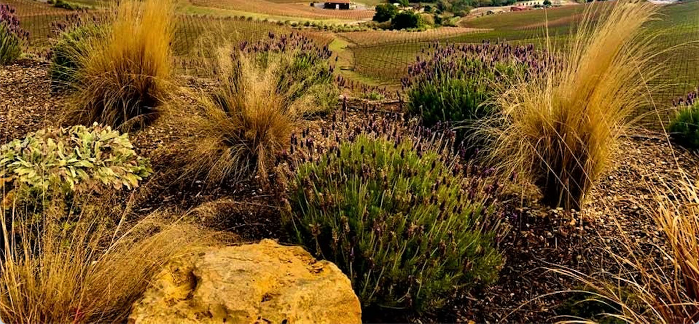 Image: Paso Robles views from DAOU Vineyards (Photo via Noreen Kompanik)