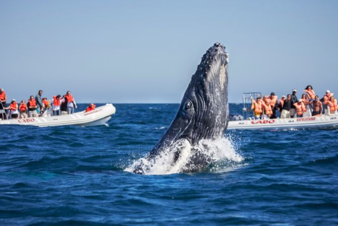 A whale in Los Cabos A whale in Los Cabos