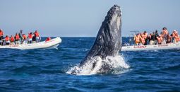 A whale in Los Cabos