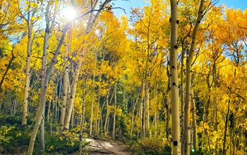 Autumn in Breckenridge, CO