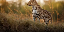 Leopard in Africa, safari, wildlife